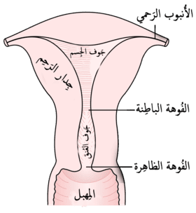 أين يقع عنق الرحم؟ (بالصور)